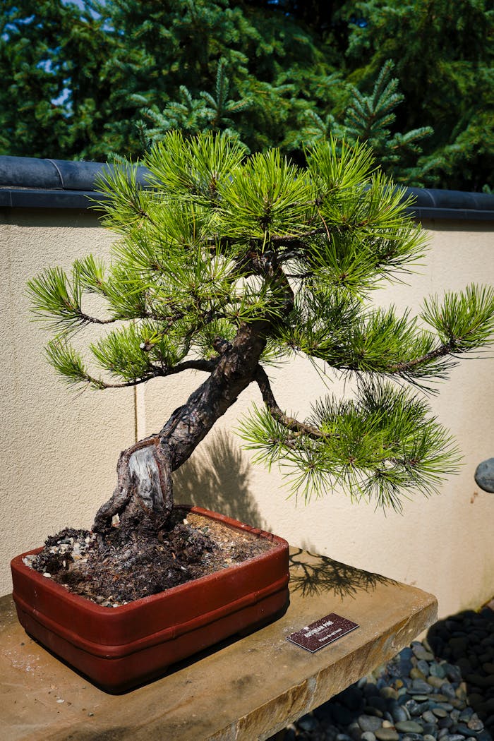 A beautiful bonsai tree in a ceramic pot on a stone table outdoors.