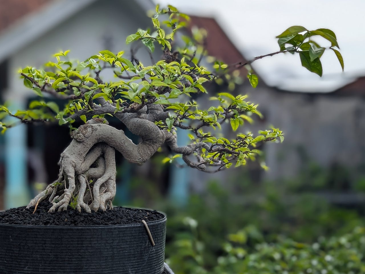 A picturesque bonsai tree in a garden in West Java, Indonesia, showcasing intricate roots and lush green leaves.