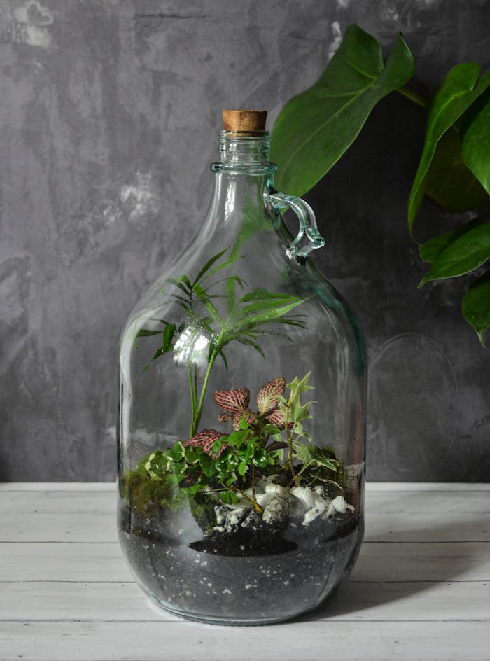 A beautiful assortment of plants in a glass jar terrarium, creating a miniature indoor garden.